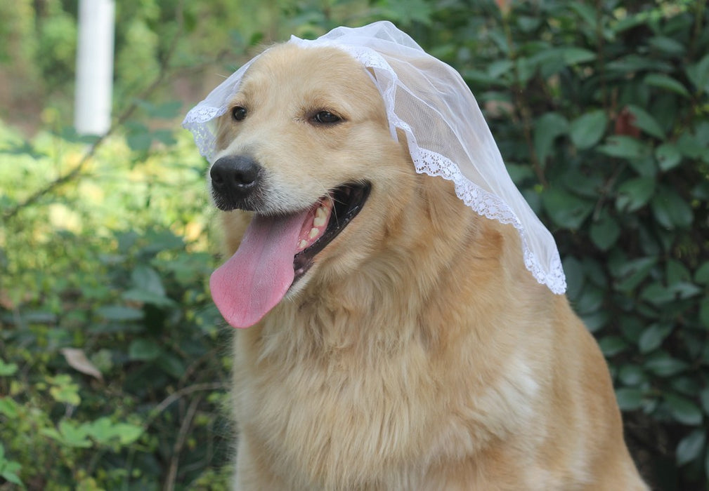 Clothes Pet Dog Suit Pet Cape